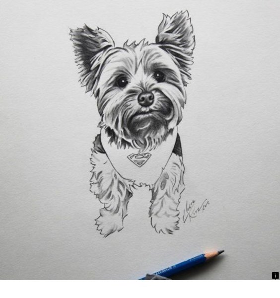 Йоркширский терьер нарисовать карандашом