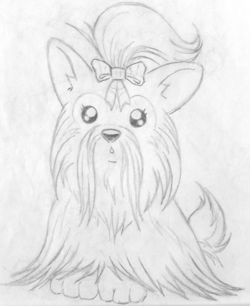 Скетч Йоркширский терьер