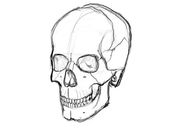 Череп человека рисунок легкий