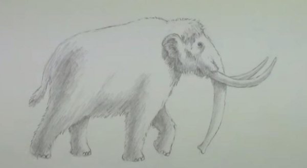 Мамонт простым карандашом