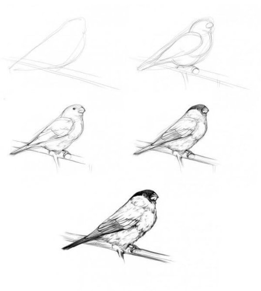 Рисование птиц