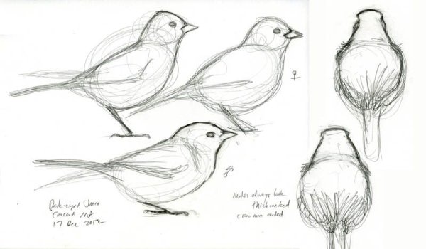 Лёгкие зарисовки птиц