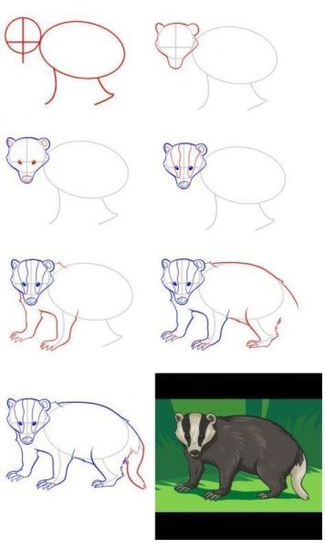 Барсук по этапное рисование