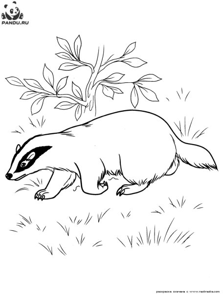 Рисунки барсука легкие