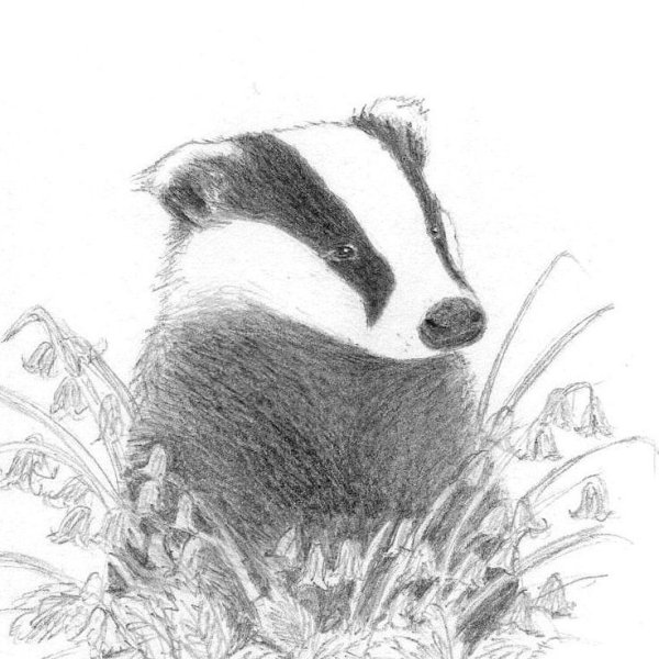 Барсук карандашом