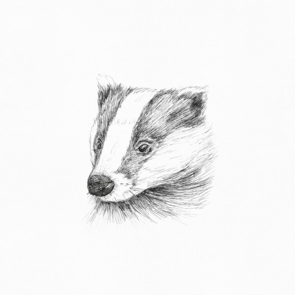 Горностай тату эскиз