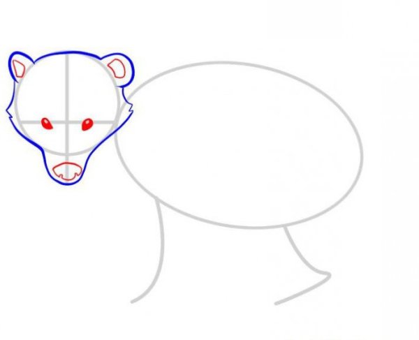 Как нарисовать барсука