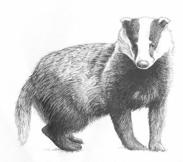 Барсук раскраска
