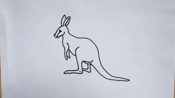Кенгуру рисунок на бумаге