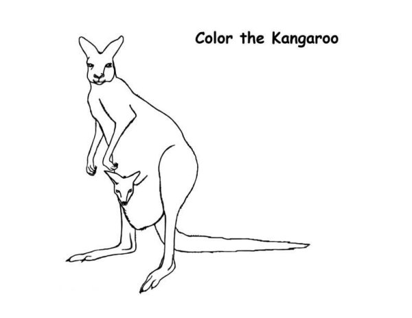 Животные в движении карандашом кенгуру