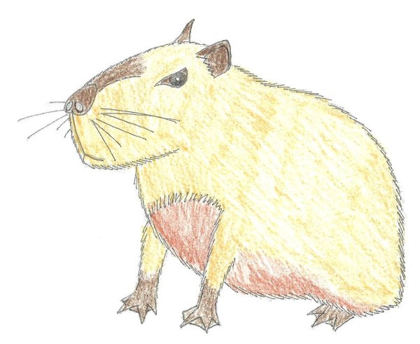 Капибара рисунок легкий