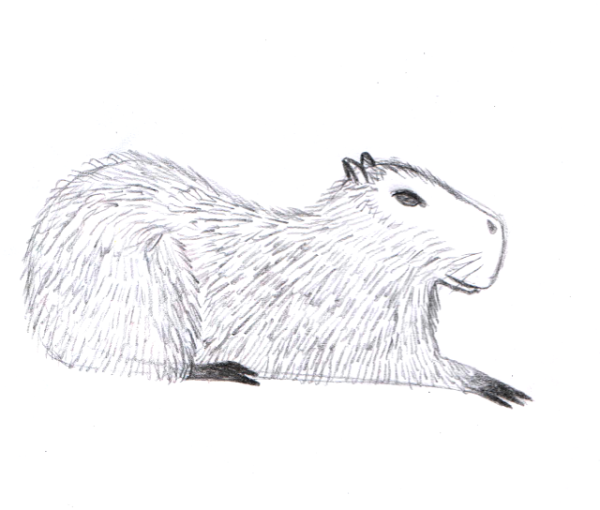 Капибара раскраска