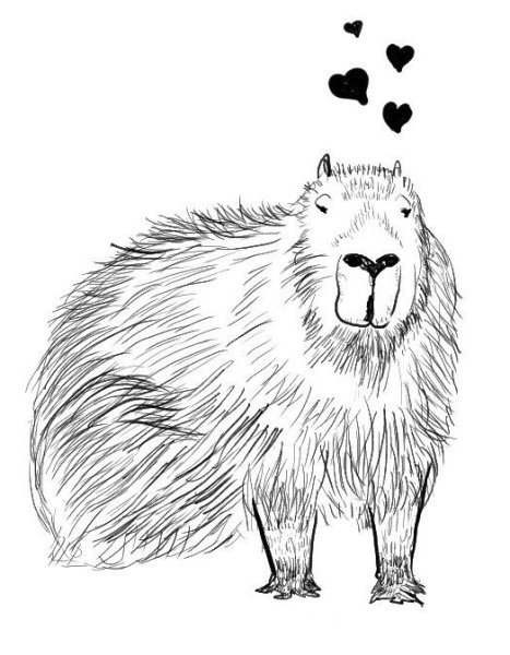 Капибара (водосвинка) раскраска