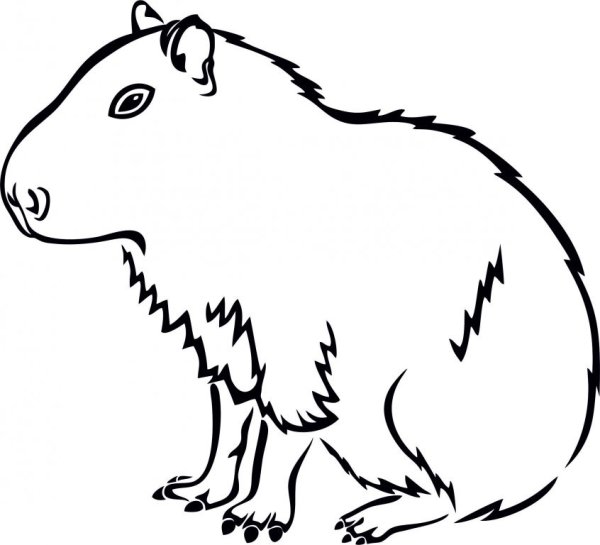 Capybara карандашом
