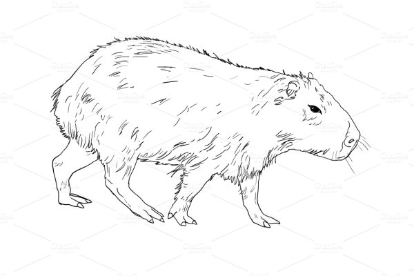 Капибара контур