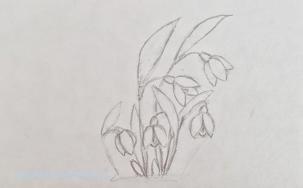 Подснежник рисунок карандашом