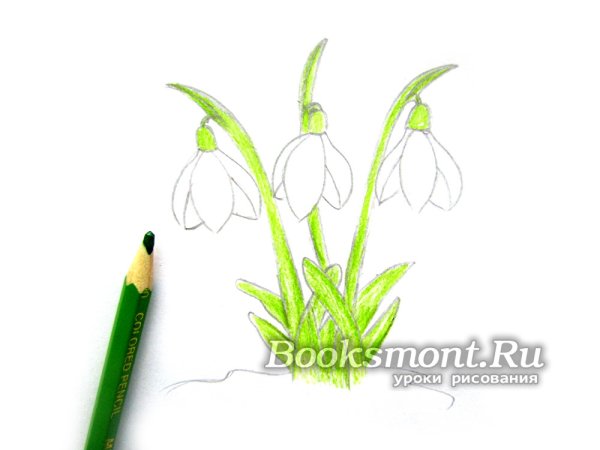 Этапы рисования подснежника