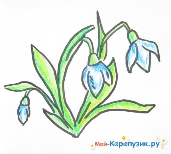 Подснежники цветными карандашами