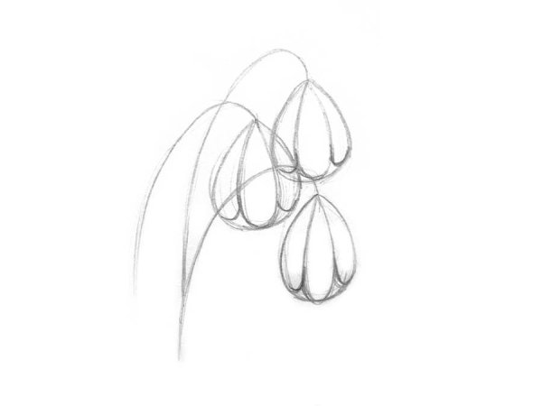 Подснежник рисунок карандашом