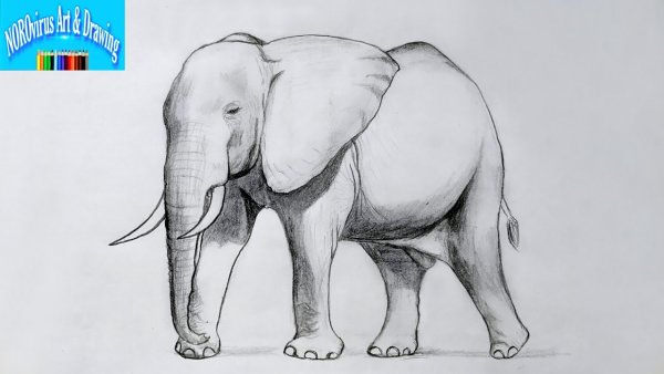 Рисунок слона карандашом для срисовки