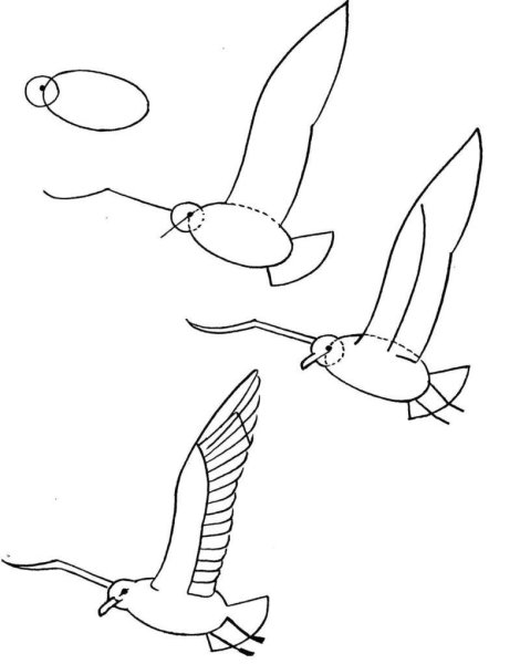 Рисунок Чайки карандашом
