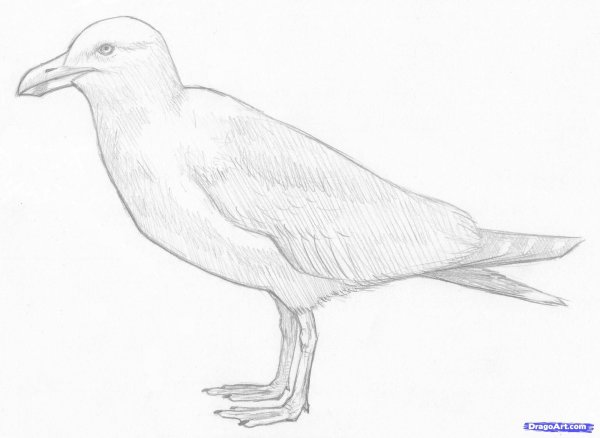 Рисунок Чайки карандашом