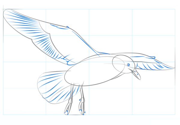 Чайка раскраска