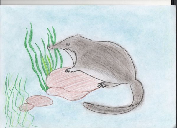 Русская выхухоль рисунок