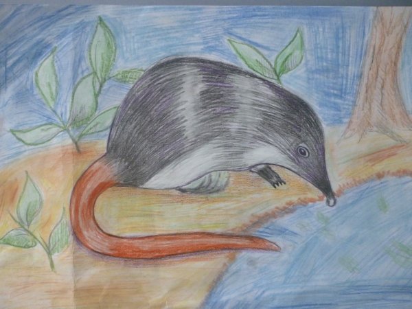 Выхухоль рисунок для детей