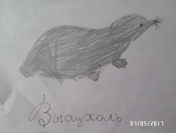 Выхухоль карандашом