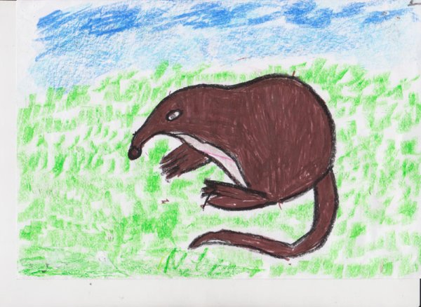 Выхухоль детский рисунок