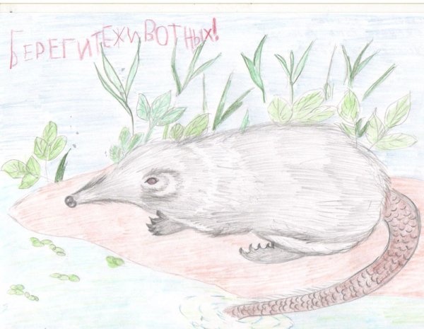 Выхухоль рисунок легкий