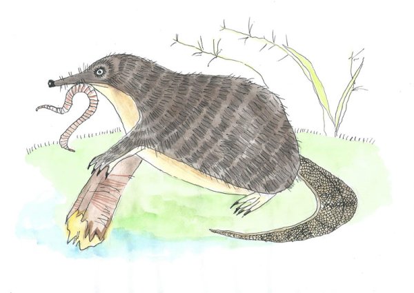 Русская выхухоль