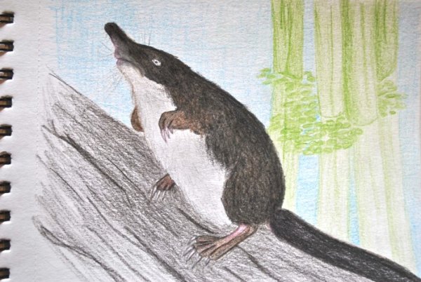 Выхухоль карандашом