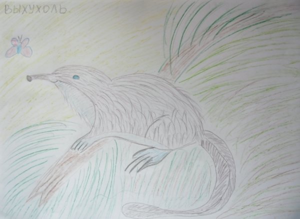 Выхухоль нарисовать карандашом