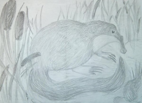 Выхухоль раскраска