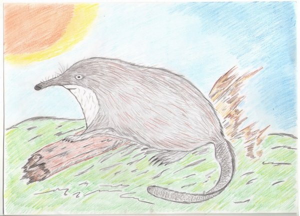 Русская выхухоль рисунок