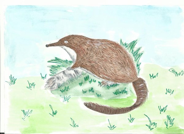 Нарисовать выхухоль