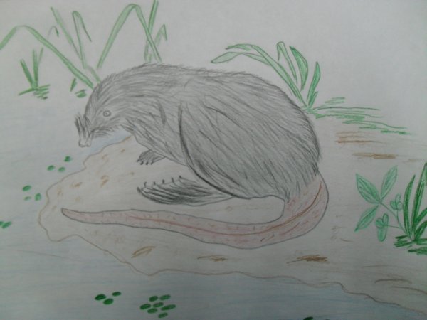 Выхухоль карандашом