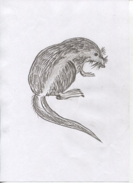 Русская выхухоль контур