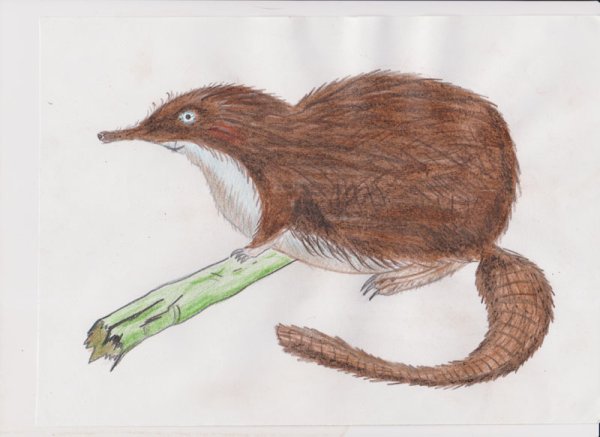 Русская выхухоль рисунок