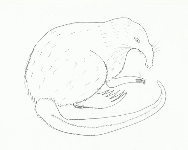 Русская выхухоль