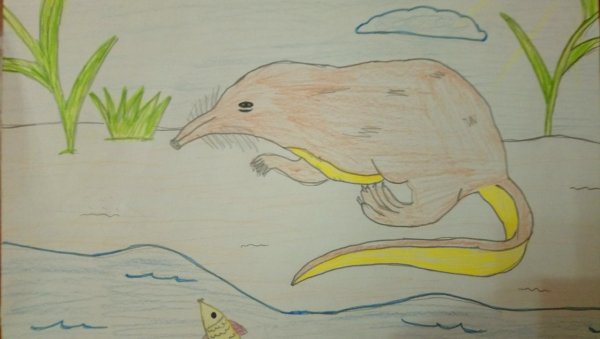 Выхухоль рисунок для детей