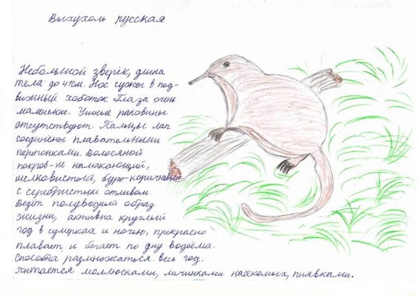 Нарисовать выхухоль