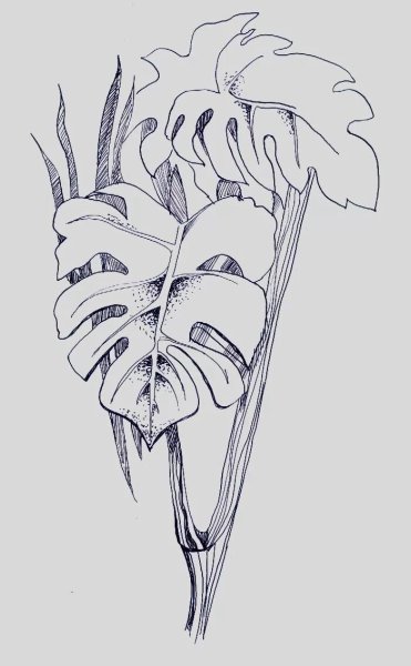 Зарисовки растений