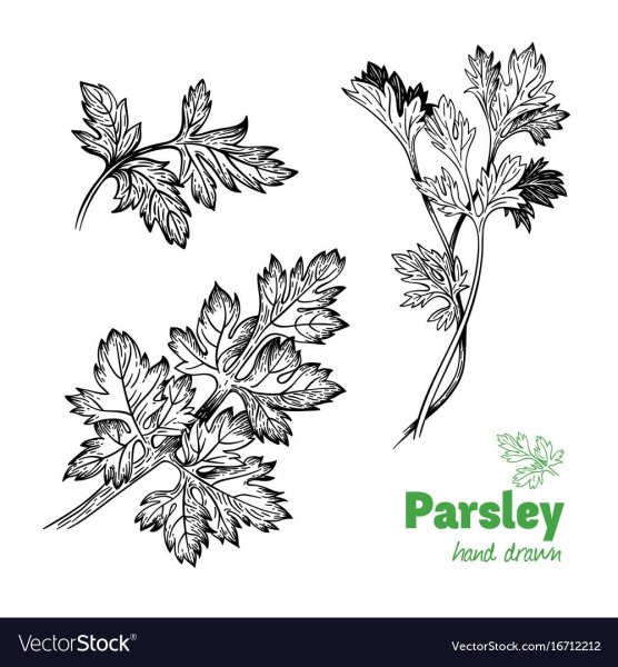 Лист петрушки раскраска