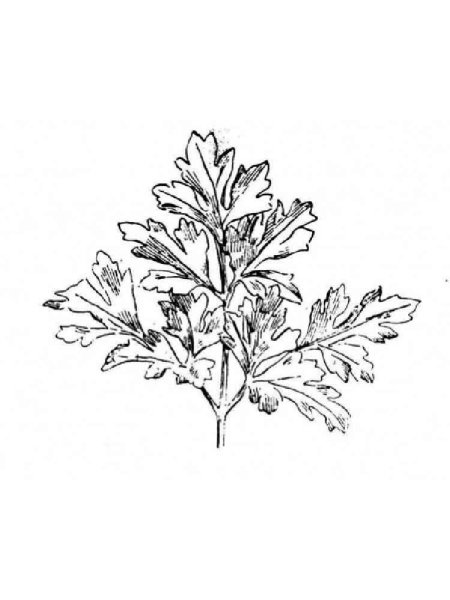 Петрушка раскраска