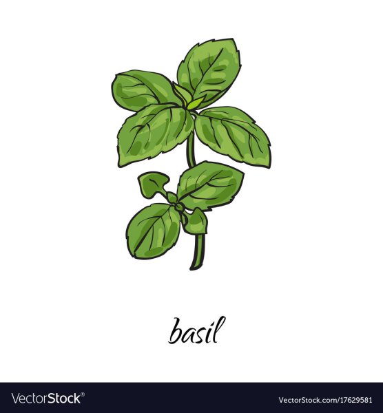 Базилик нарисованный