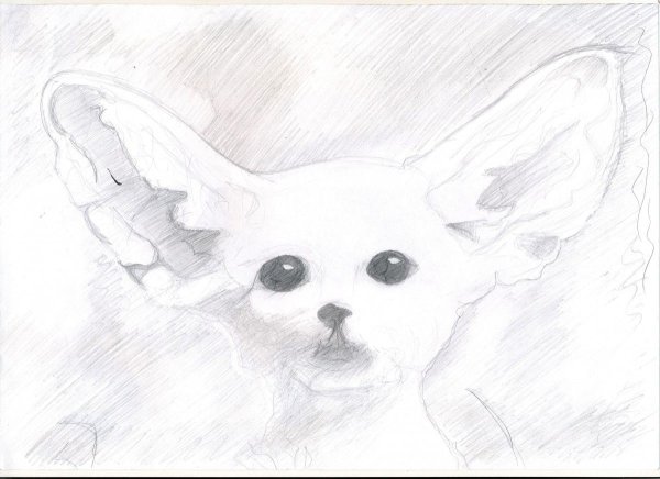 Фенек рисунок карандашом