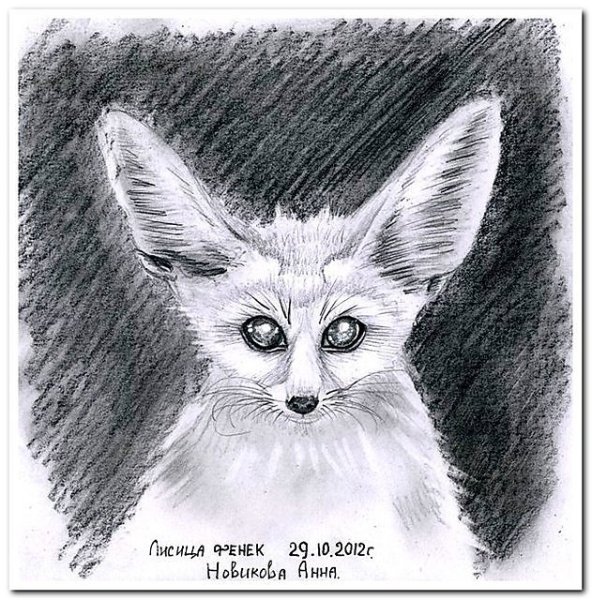 Лиса фенек карандашом